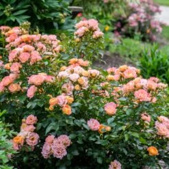 Peach Drift® Rose 7 Peach Drift® Rose -Fast-Growing-Trees Shop Peach Drift Rose 2 FGT
