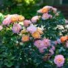Peach Drift® Rose -Fast-Growing-Trees Shop Peach Drift Rose FGT 600x600 f8ca7bd1 fa31 4812 a01e d374c6e508cc
