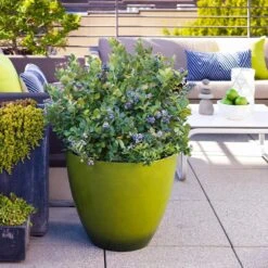 Bushel And Berry® Peach Sorbet™ Blueberry Bush -Fast-Growing-Trees Shop Peach Sorbet BLueberry 2 FGT