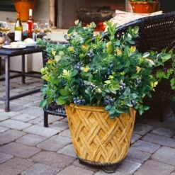 Bushel And Berry® Peach Sorbet™ Blueberry Bush -Fast-Growing-Trees Shop Peach Sorbet BLueberry 3 BB