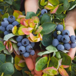 Bushel And Berry® Peach Sorbet™ Blueberry Bush -Fast-Growing-Trees Shop Peach Sorbet BLueberry 7