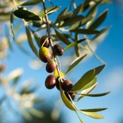 Pendolino Olive Tree -Fast-Growing-Trees Shop Pendolino Olive
