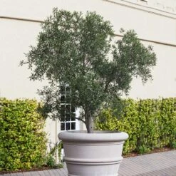 Pendolino Olive Tree -Fast-Growing-Trees Shop Pendolino Olive FGT 2