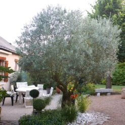 Pendolino Olive Tree -Fast-Growing-Trees Shop Pendolino Olive FGT 3