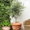 Pendolino Olive Tree -Fast-Growing-Trees Shop Pendolino Olive FGT 600x600 231f38ca 5d36 47ad 97c6 31ac8f015baf