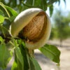 Penta Almond Tree 1 Penta Almond Tree -Fast-Growing-Trees Shop Penta Almond FGT 600x600 00c5427c 5b42 4141 98e9 1e0bb8ec2e9b