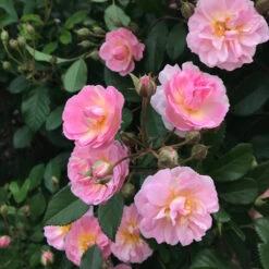 Perfume Breeze™ Rose Tree -Fast-Growing-Trees Shop Perfume Breeze Rose Tree 1