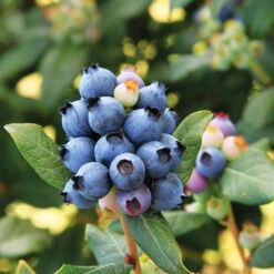 Bushel And Berry® Perpetua Blueberry -Fast-Growing-Trees Shop Perpetua Blueberry 6 FGT