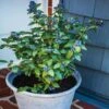 Bushel And Berry® Perpetua Blueberry -Fast-Growing-Trees Shop Perpetua Blueberry FGT 600x600 79c72e4f 795d 4bbd 934f 3af1cb9f5327