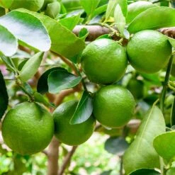 Persian 'Bearss' Lime Tree - USDA Organic -Fast-Growing-Trees Shop Persian Lime Tree 5 FGT 41a57d08 50dd 41a5 856b af8657a65429