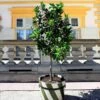 Persian 'Bearss' Lime Tree -Fast-Growing-Trees Shop Persian Lime Tree FGT 600X600 5d0fa168 5ad8 45d9 a4b3 f984ad624629