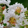 Petite Snow™ Crape Myrtle Tree -Fast-Growing-Trees Shop Petite Snow Crape Myrtle 600x600 439479aa ee2a 4480 a47a 1c705887b9c5