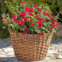 Petite Knock Out® Rose -Fast-Growing-Trees Shop Petite Red Knockout Rose2 FGT