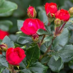 Petite Knock Out® Rose -Fast-Growing-Trees Shop Petite Red Knockout Rose3