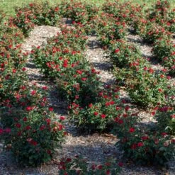 Petite Knock Out® Rose -Fast-Growing-Trees Shop Petite Red Knockout Rose6