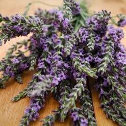 Phenomenal™ Lavender Plant 9 Phenomenal™ Lavender Plant -Fast-Growing-Trees Shop Phenomenal Lavender 3 FGT