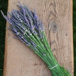 Phenomenal™ Lavender Plant 11 Phenomenal™ Lavender Plant -Fast-Growing-Trees Shop Phenomenal Lavender 7