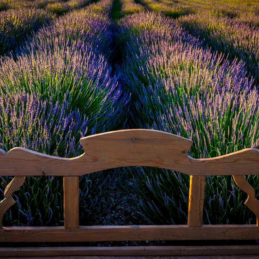 Phenomenal™ Lavender Plant 6 Phenomenal™ Lavender Plant - Image 4