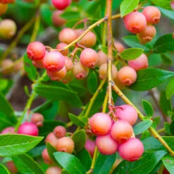 Pink Lemonade Blueberry Bush -Fast-Growing-Trees Shop Pin Lemonade Blueberry 1 26802e0d 4603 49c8 8784 fb7544bea792