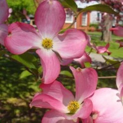 Pink Dogwood 10 Pink Dogwood -Fast-Growing-Trees Shop Pink Dogwood 3 FGT