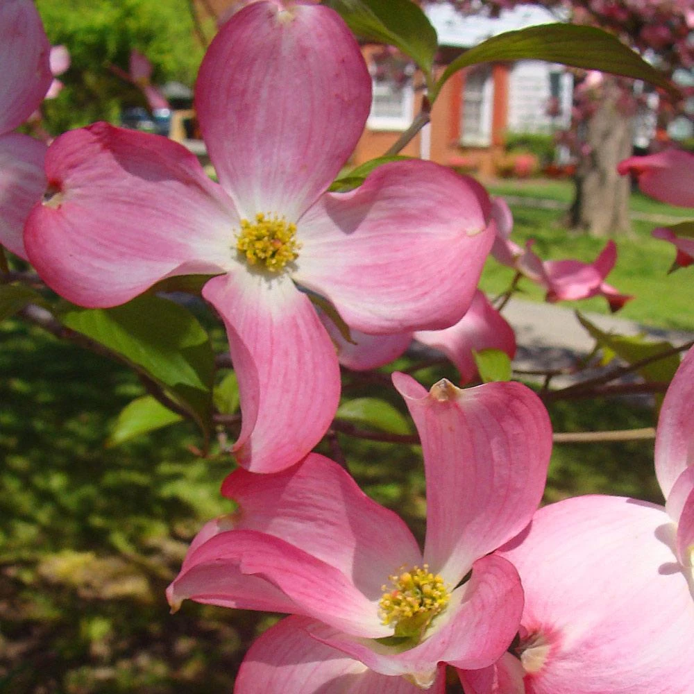 Pink Dogwood 6 Pink Dogwood - Image 4