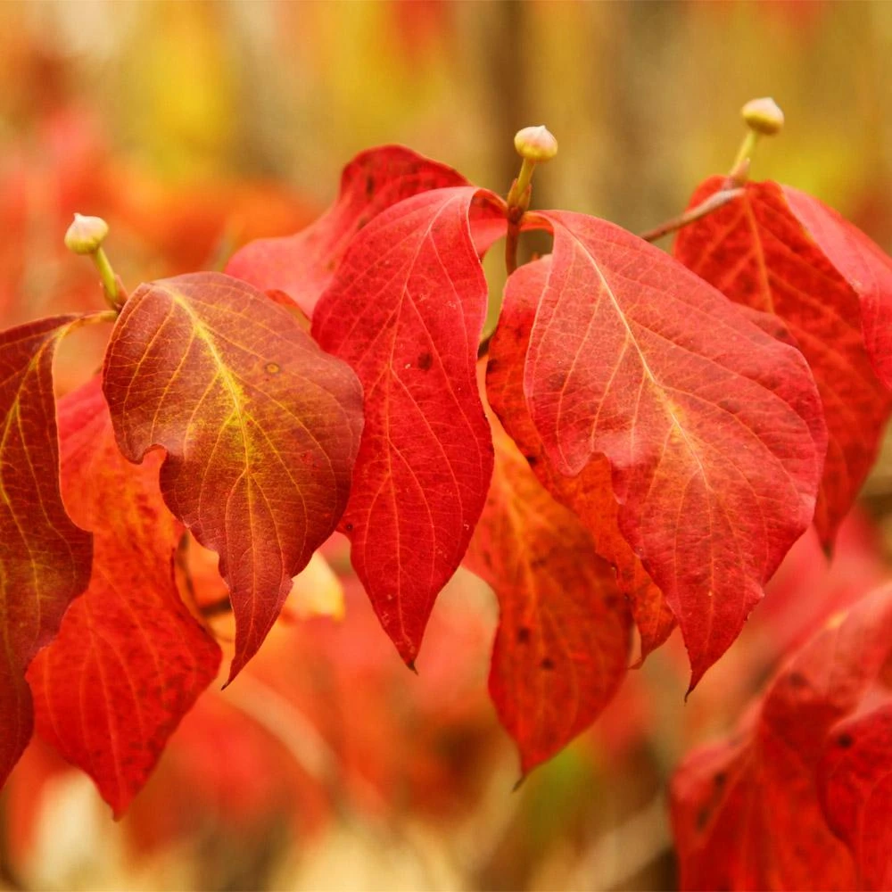 Pink Dogwood 7 Pink Dogwood - Image 5