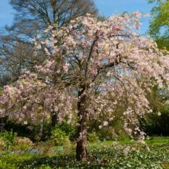 Pink Weeping Cherry Tree 10 Pink Weeping Cherry Tree -Fast-Growing-Trees Shop Pink Double Weeping Cherry 6 FGT