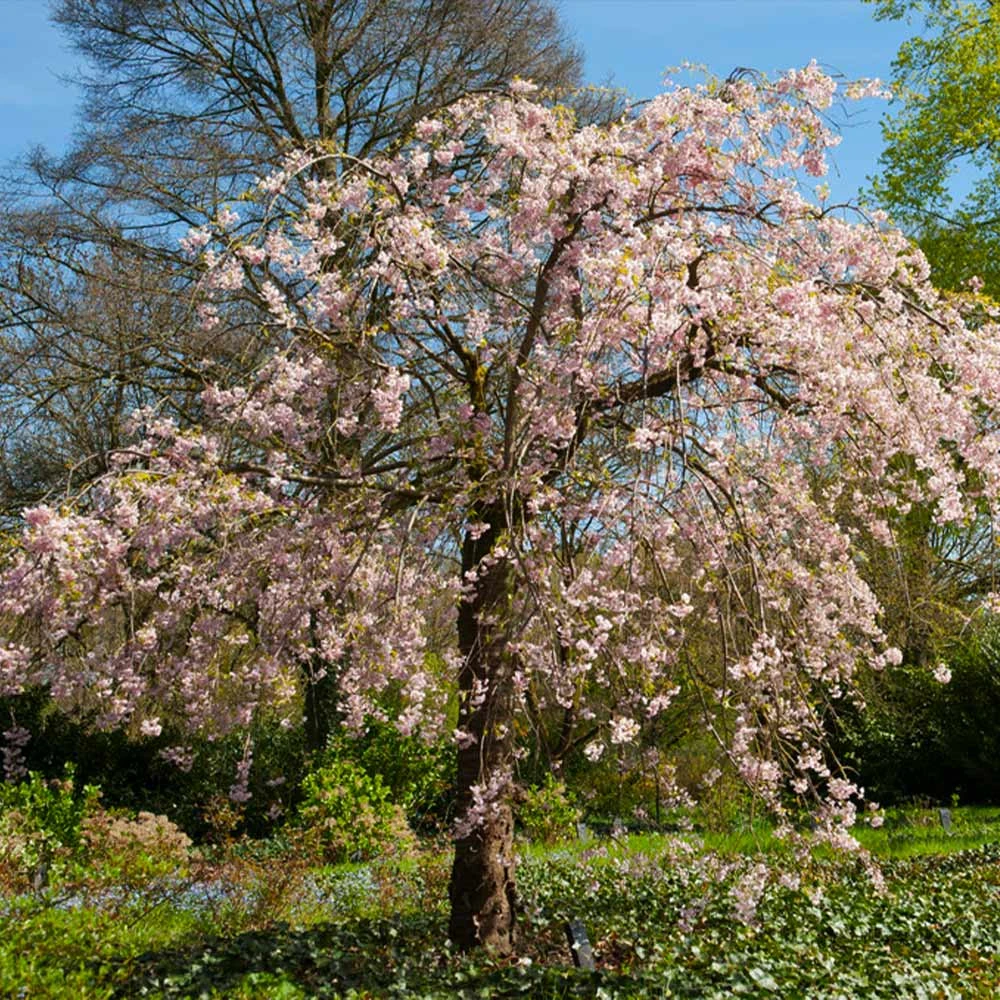 Pink Weeping Cherry Tree 6 Pink Weeping Cherry Tree - Image 4