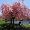 Pink Weeping Cherry Tree -Fast-Growing-Trees Shop Pink Double Weeping Cherry FGT 600x600 fe3202ca cfcc 4c82 beaf b9dc8cd4cd7b