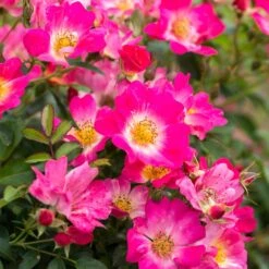 Pink Drift® Rose -Fast-Growing-Trees Shop Pink Drift Rose 1 FGT