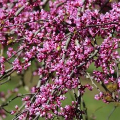Pink Heartbreaker Redbud Tree 9 Pink Heartbreaker Redbud Tree -Fast-Growing-Trees Shop Pink Heartbreaker Redbud 1