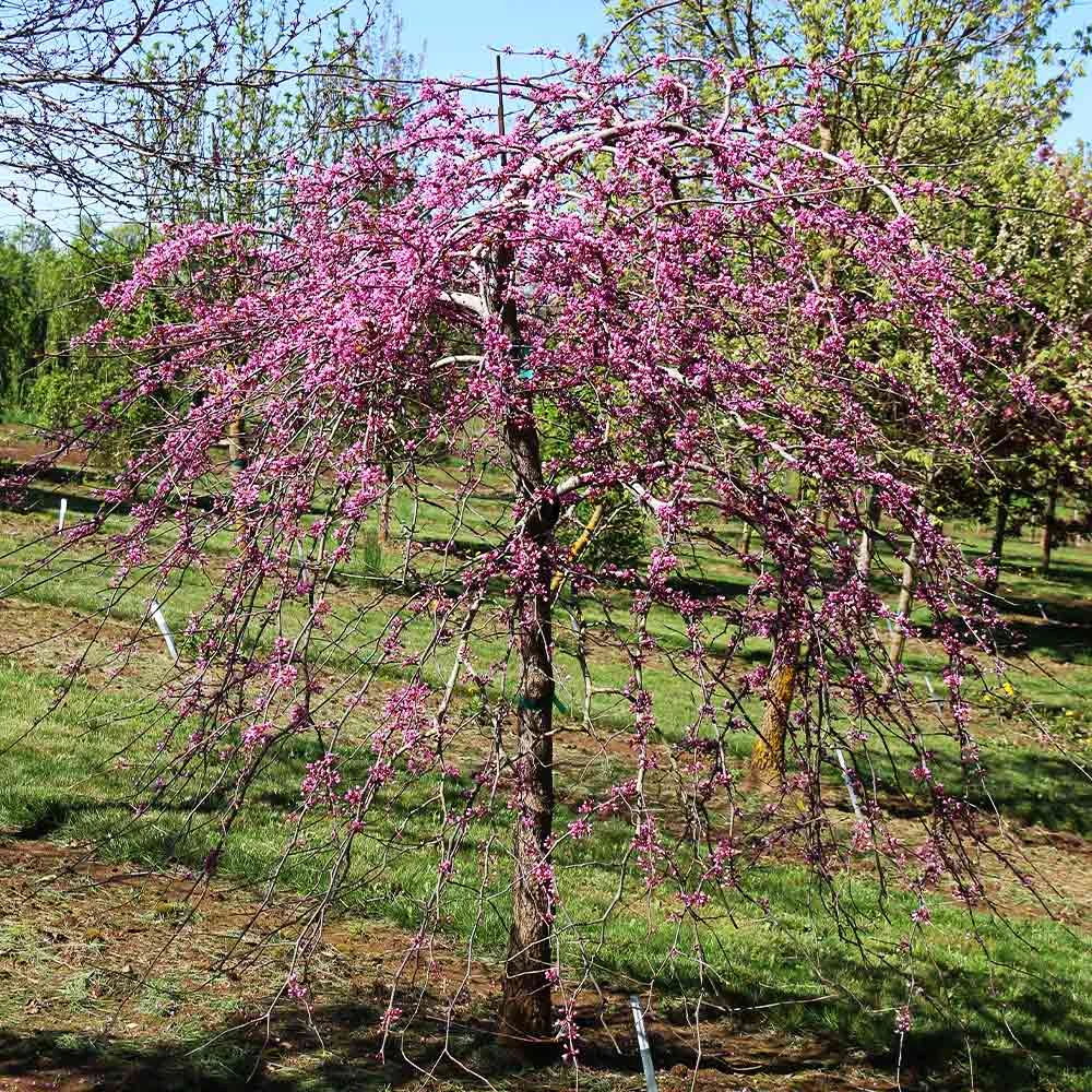 Pink Heartbreaker Redbud Tree 4 Pink Heartbreaker Redbud Tree - Image 2