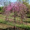 Pink Heartbreaker Redbud Tree -Fast-Growing-Trees Shop Pink Heartbreaker Redbud 600x600 9f119770 559c 4357 915b 2c8485395d8f