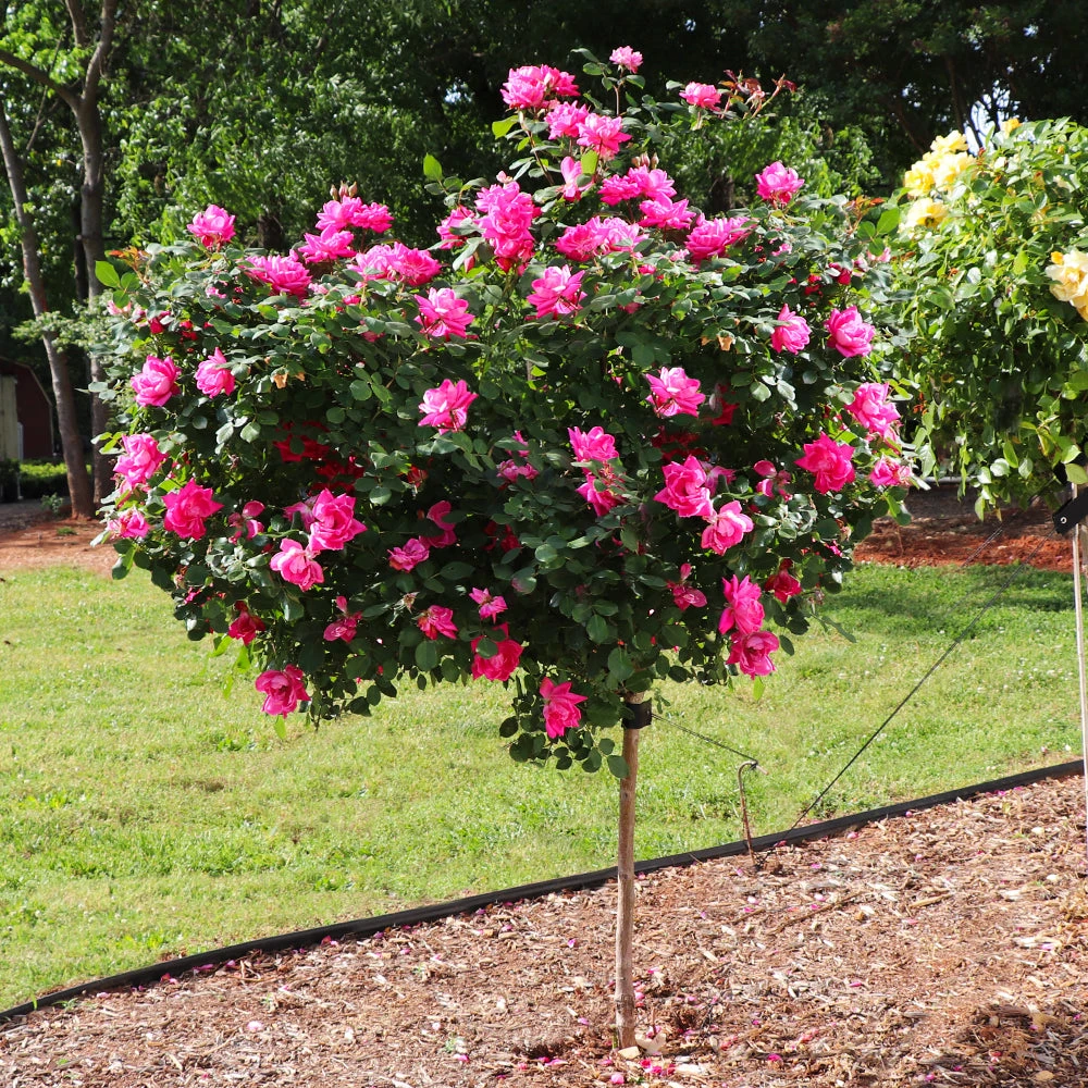 Pink Knock Out® Rose Tree 4 Pink Knock Out® Rose Tree - Image 2