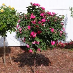 Pink Knock Out® Rose Tree 9 Pink Knock Out® Rose Tree -Fast-Growing-Trees Shop Pink Knockout Rose Tree 2