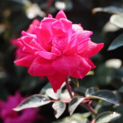 Pink Knock Out® Rose Tree 8 Pink Knock Out® Rose Tree -Fast-Growing-Trees Shop Pink Knockout Rose Tree 3 FGT