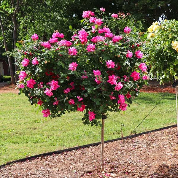 Pink Knock Out® Rose Tree 3 Pink Knock Out® Rose Tree