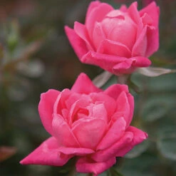 Double Pink Knock Out® Rose -Fast-Growing-Trees Shop Pink Knockout Shrub 4 FGT