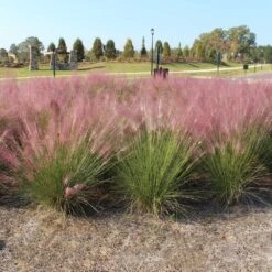 Pink Muhly Grass -Fast-Growing-Trees Shop Pink Muhly Grass 1 FGT