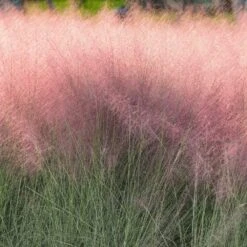 Pink Muhly Grass -Fast-Growing-Trees Shop Pink Muhly Grass 2 FGT
