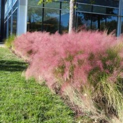 Pink Muhly Grass -Fast-Growing-Trees Shop Pink Muhly Grass 4