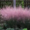 Pink Muhly Grass -Fast-Growing-Trees Shop Pink Muhly Grass FGT 600x600 304d00ad 67bd 4f1c 8062 ee91033e526a
