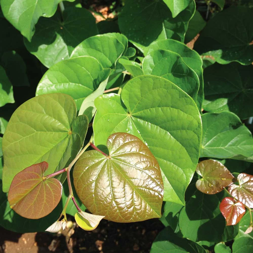 'Pink Pom Poms' Redbud Tree 7 'Pink Pom Poms' Redbud Tree - Image 5