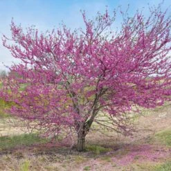 'Pink Pom Poms' Redbud Tree 10 'Pink Pom Poms' Redbud Tree -Fast-Growing-Trees Shop Pink Pom Pom Redbud 5