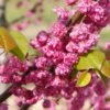 'Pink Pom Poms' Redbud Tree -Fast-Growing-Trees Shop Pink Pom Pom Redbud 600x600 a00001f4 ef81 4d0b 98ff cc2c03ee584a