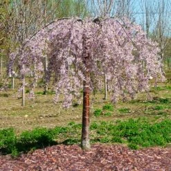 Pink Snow Showers™ Weeping Cherry Tree 11 Pink Snow Showers™ Weeping Cherry Tree -Fast-Growing-Trees Shop Pink Snow Showers Flowering Chery 1