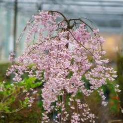 Pink Snow Showers™ Weeping Cherry Tree 12 Pink Snow Showers™ Weeping Cherry Tree -Fast-Growing-Trees Shop Pink Snow Showers Flowering Chery 2