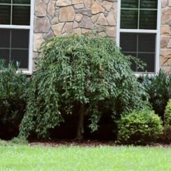 Pink Snow Showers™ Weeping Cherry Tree 13 Pink Snow Showers™ Weeping Cherry Tree -Fast-Growing-Trees Shop Pink Snow Showers Flowering Chery 4