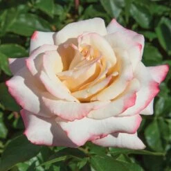 Pinkerbelle™ Rose -Fast-Growing-Trees Shop Pinkerbelle Rose 1 FGT