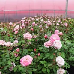 Pinkerbelle™ Rose -Fast-Growing-Trees Shop Pinkerbelle Rose 4
